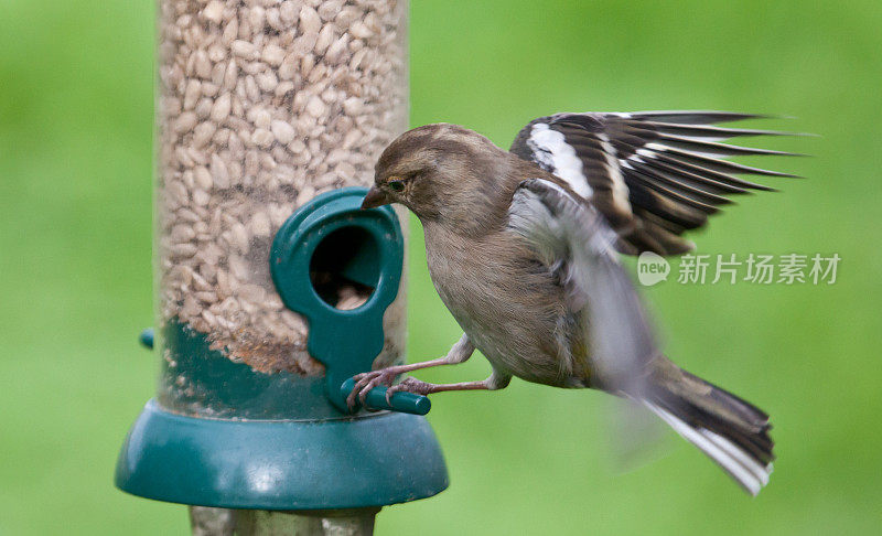 Female Chaffinch landing on sunflower seed feeder